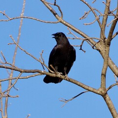 crow on a branch