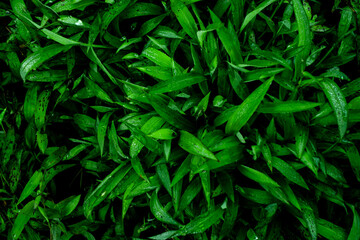 Fototapeta na wymiar Green grass closeup nature background
