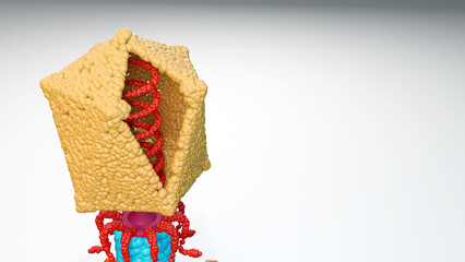 3D illustration depicted for the viral genome present inside the capsid of the bacteriophage virus.