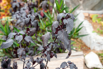 Purple Perilla frutescens var. crispa, also known by its Japanese name shiso, is a cultigen of Perilla frutescens, a herb in the mint family Lamiaceae. beef steak plant.