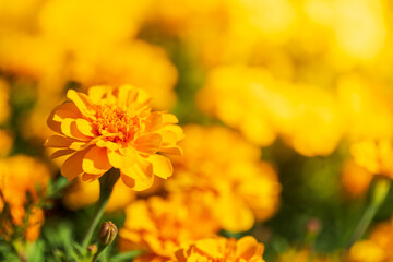 Marigold flower blooming vivid  in garden, shallow dept of field