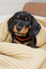 very young puppy of a wire-haired dachshund sleeps on bed under blanket.