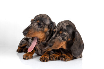 A pair of marble smooth-haired dachshund puppies got tired of the photo shoot and fell asleep on top of each other