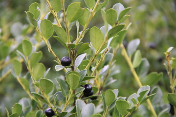 「イヌツゲ」の黒い実と枝葉