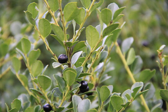 「イヌツゲ」の黒い実と枝葉
