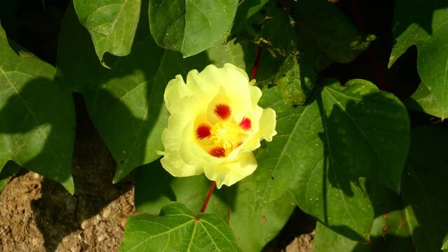 A Gossypium flower bloom of the mallow family, Malvaceae, with yellow leaves and red spots inside. The plant is more commonly known as the cotton plant, since that is where its harvested from.
