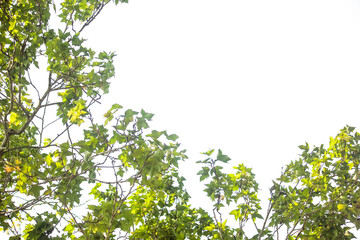 Green leaves on white background