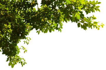 Green leaves isolated on white