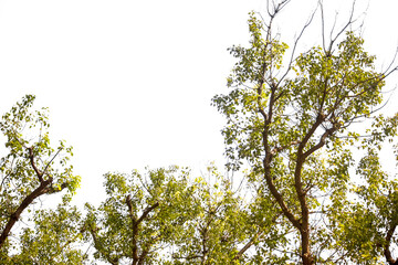 leaves against the sky