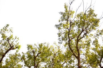 leaves against the sky