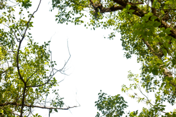 Branches of a tree on white background