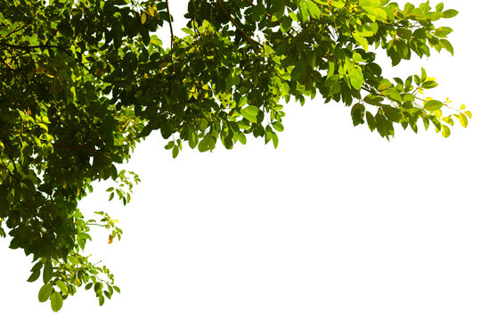 Fototapeta Green leaves isolated on white