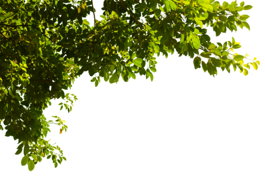 Green leaves isolated on white