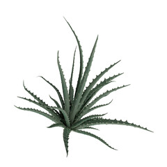 Aloe Vera leaf isolated on white transparent background