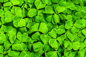 Obraz na płótnie Canvas Background with green clover leaves for Saint Patrick's day. Shamrock as a symbol of fortune.