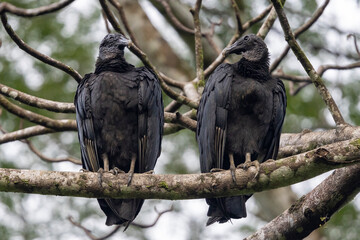 Zwei Rabengeier in der Frontale auf einem Ast sitzend im Regenwald von Costa Rica
