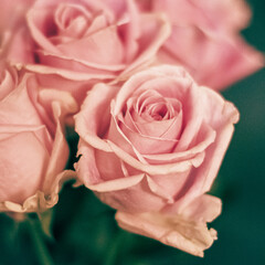 Close up of pale pink roses with green background