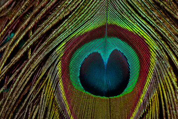 Obraz premium Peacock feather background. Green feather. Feather closeup. isolated. Peafowl feather.