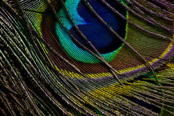Peacock feather background. Green feather. Feather closeup. isolated. Peafowl feather.