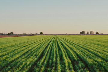 Campo de cultivo