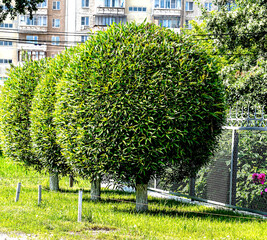 green trees trimmed in the form of a sphere