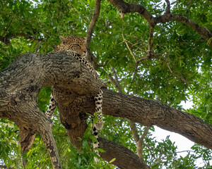 Leopard sleeping in the Branches of a Tree