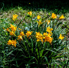 bright yellow lily flowers in the garden