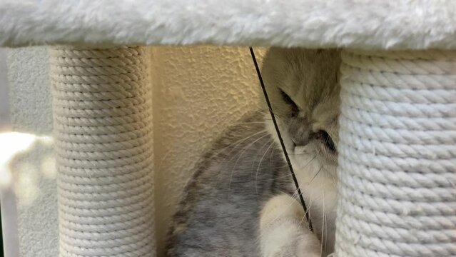 White cute Persian cat is licking the wire of her much loved toy. close shot.