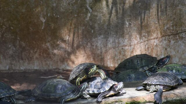 Many turtles have gathered on a bank turtles take a break from swimming and basking in the sun