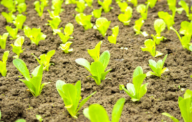 close-up of green plants growing in the farm