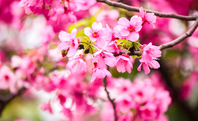 close- up of the beautiful cherry blossoms