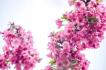 close- up of the beautiful cherry blossoms