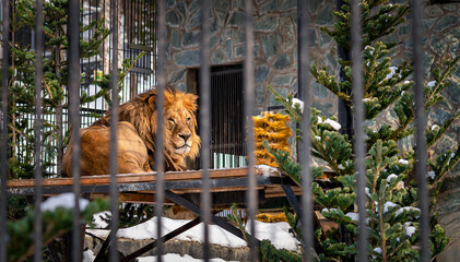An African lion in the enclosure of the city zoo in winter.