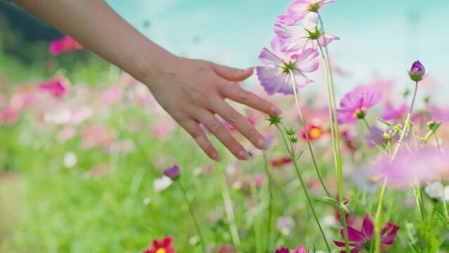 Hand of woman touching beautiful cosmos flowers with tenderness. The colorful cosmos flower blooming in the garden