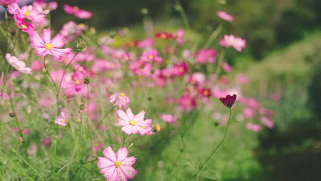 The colorful cosmos flower blooming in the garden with the sunlight 