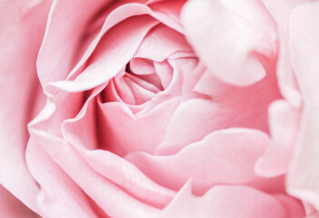 Pink pale rose flower petals, soft focus. Macro flowers backdrop