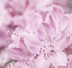 Pale pink Rhododendron flower petals. Floral background. Soft focus