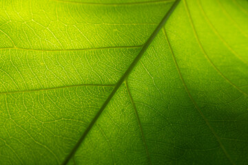 close-up of green leaf in tropical jungle, sunlit from behind