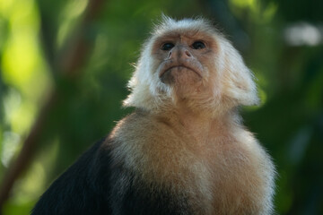 close-up of white-faced capuchin monkey