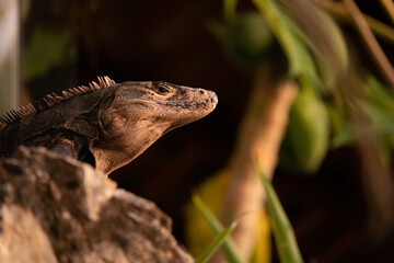 close-up of smiling iguana watching the sunset, shallow depth-of-field