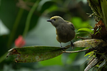 close-up of cute, tropical bird in jungle, shallow depth-of-field