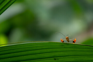 close-up of tiny tropical insect on leaf, shallow depth-of-field