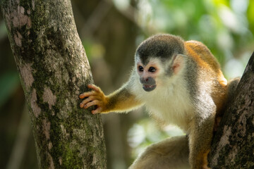 close-up of wild squirrel monkey intently watching from tree, shallow depth-of-field