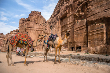 stojące dwa wielbłądy przy starożytnych budowlach - obrazy, fototapety, plakaty