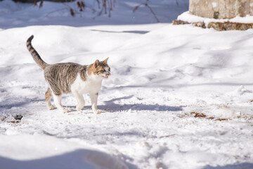 雪の中を歩くネコ　cat