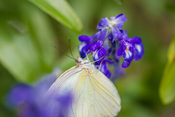 butterfly on flower