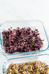 Growing sprouts in a jar