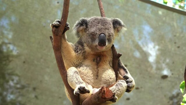 An adult male koala, phascolarctos cinereus chilling on top of the tree with dark brown scent gland in the centre of the white chest to attract female and mark tree territory, close up shot.