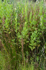 Wild grass in a meadow for background use