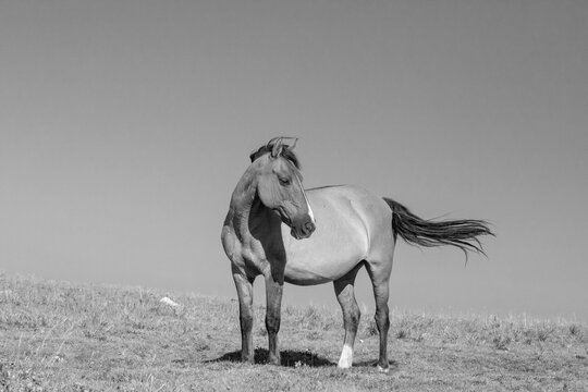 Pregnant dun wild horse mare in the central Rocky Mountains of the american west United States - black and white